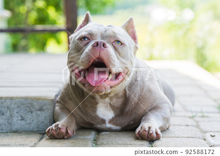 American store bulldog lilac