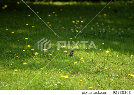 Dandelions and sparrows Dandelions and sparrows 92588368
