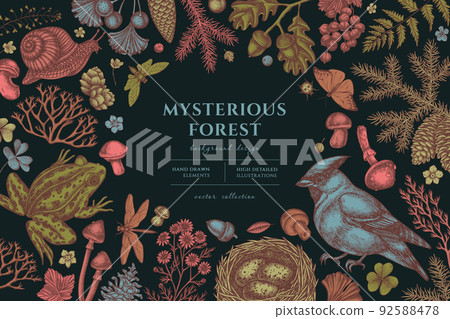 Mysterious forest hand drawn illustration design. Background with vintage waxwing, snail, nest, pool frog, moss, spruce branch, pine cones, chamomile, mushrooms, insect, porcini, red currant, oak Mysterious forest hand drawn illustration design. Background with vintage waxwing, snail, nest, pool frog, moss, spruce branch, pine cones, chamomile, mushrooms, insect, porcini, red currant, oak 92588478