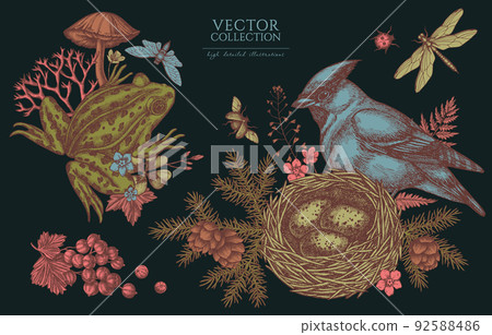 Mysterious forest vintage illustrations collection. Hand drawn logo designs with waxwing, nest, pool frog, moss, spruce branch, pine cones, mushrooms, insect, red currant, forget me not flower, clover 92588486