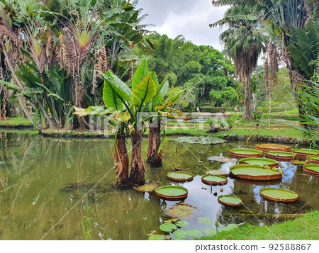 Botanical Gardens in Rio de Janeiro Botanical Gardens in Rio de Janeiro 92588867