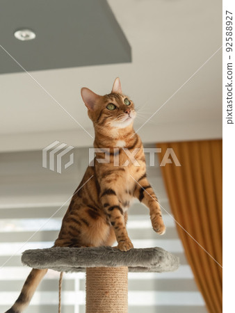A Bengal cat sits on top of a scratching post. 92588927