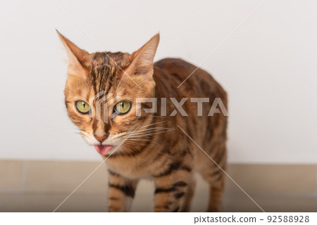 Domestic cat made a crazy muzzle and shows tongue. Domestic cat made a crazy muzzle and shows tongue. 92588928