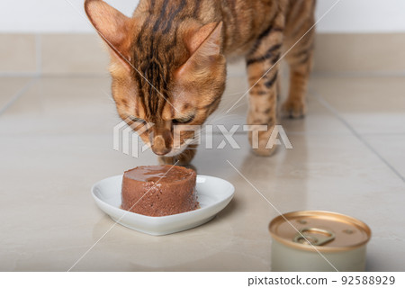A domestic cat sniffs food in the form of a pate lying on a plate. A domestic cat sniffs food in the form of a pate lying on a plate. 92588929