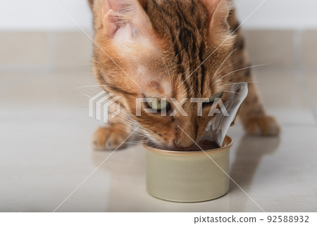 Close-up of a cat eating wet food from a tin can. 92588932