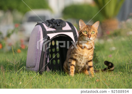 The cat is sitting next to the carrier on the green grass. 92588934