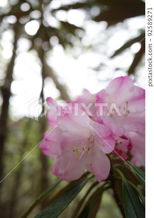 開花在山的桃紅色杜鵑花 開花在山的桃紅色杜鵑花 92589271