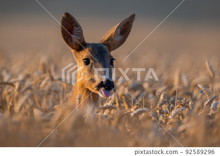 Roe deer tongue sticking out in wheat in close up. Roe deer tongue sticking out in wheat in close up. 92589296