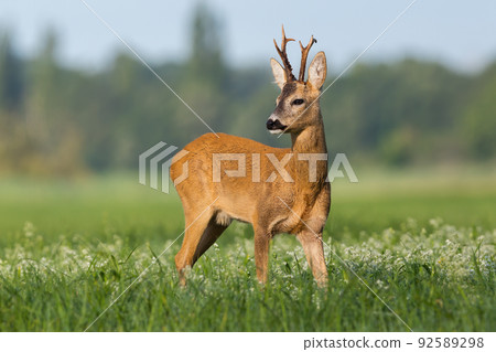 Roe deer observing over the shoulder on wildflowers Roe deer observing over the shoulder on wildflowers 92589298
