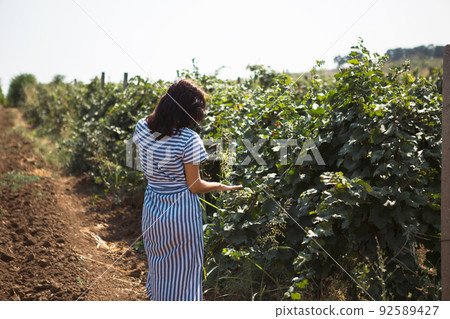 A tourist woman walks in a vineyard. Guided tour of the grape plantation. A tourist woman walks in a vineyard. Guided tour of the grape plantation. 92589427