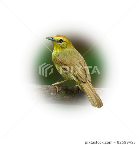 Pin-striped Tit Babbler perching on a perch looking into a distance Pin-striped Tit Babbler perching on a perch looking into a distance 92589453