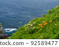 Early summer flower fields around Cape Tappi 92589477