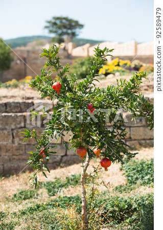 A ripe red pomegranate is hanging on a branch of a fruit tree. Natural food, eco-friendly, orchard. A ripe red pomegranate is hanging on a branch of a fruit tree. Natural food, eco-friendly, orchard. 92589479