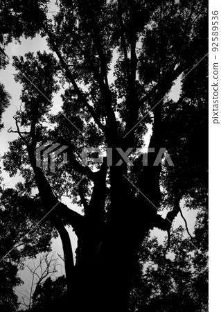 Beech silhouette in the mountains 92589536