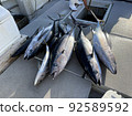 Kumejima, Okinawa Prefecture Tuna fishing 92589592