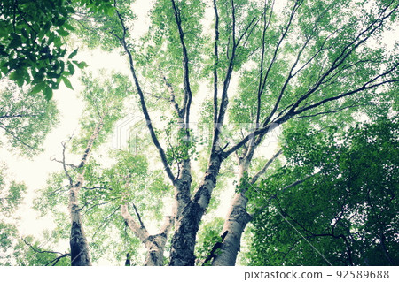 鮮綠耀眼的山毛櫸林 92589688