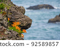 Lilium maculatum blooming on the rock wall of Tanesashikaigan, Hachinohe City, Aomori Prefecture 92589857
