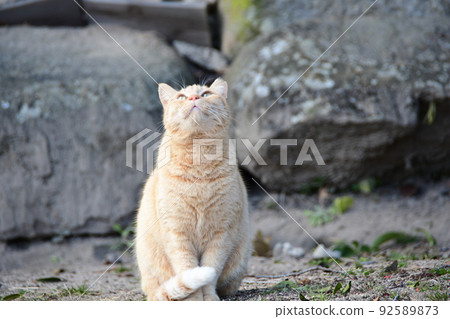 The cat poses The cat poses 92589873