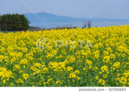 Yokohama-cho rape field Aomori Prefecture sightseeing GW 92589884
