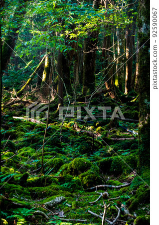 Forest Forest 92590067