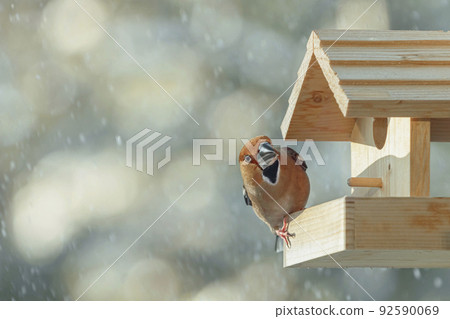 Hawfinch in the bird feeder Hawfinch in the bird feeder 92590069