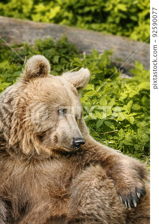 Portrait of brown bear Portrait of brown bear 92590077
