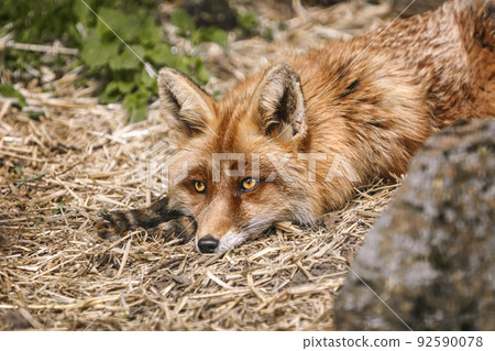 Portrait of the fox Portrait of the fox 92590078