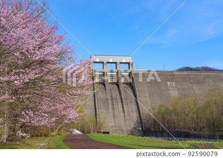 Kanayama Dam and cherry blossoms in full bloom Golden Week 92590079