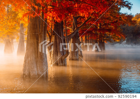 Taxodium distichum with orange needles in United States. Swamp cypresses on river with fog and sunshine. Taxodium distichum with orange needles in United States. Swamp cypresses on river with fog and sunshine. 92590194