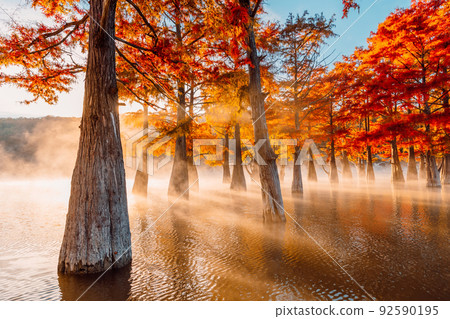 Swamp cypresses on lake with fog and sunshine. Taxodium distichum with orange needles in Florida. Swamp cypresses on lake with fog and sunshine. Taxodium distichum with orange needles in Florida. 92590195