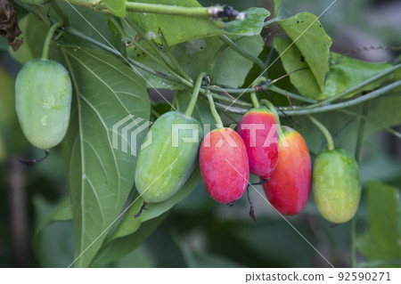 Ivy gourd (scientific name: Coccinia grandis) 92590271