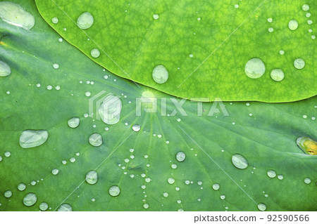 雨後的雨葉 92590566