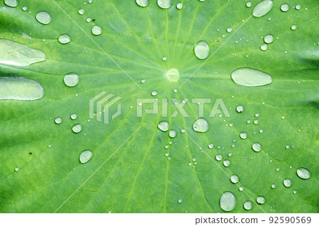 Leaves of rain after rain 92590569