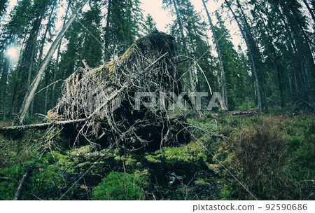 Upprooted spruce tree in the forest. Upprooted spruce tree in the forest. 92590686