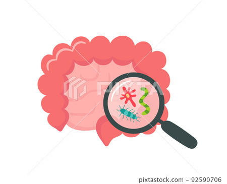 Small and large human intestine and magnifier. Gut microbiome. SIBO, leaky gut syndrome and candida growth. Abstract intestine. Vector illustration isolated on white background Small and large human intestine and magnifier. Gut microbiome. SIBO, leaky gut syndrome and candida growth. Abstract intestine. Vector illustration isolated on white background 92590706
