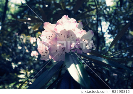 Transparent pink rhododendron 92590815