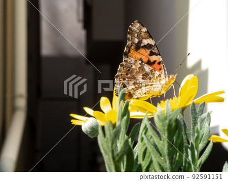 Black-winged fritillary perched on a flower 92591151