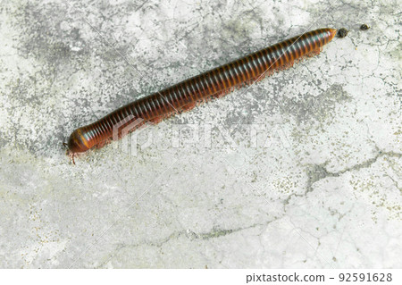 Red millipede crawl on concrete background Red millipede crawl on concrete background 92591628