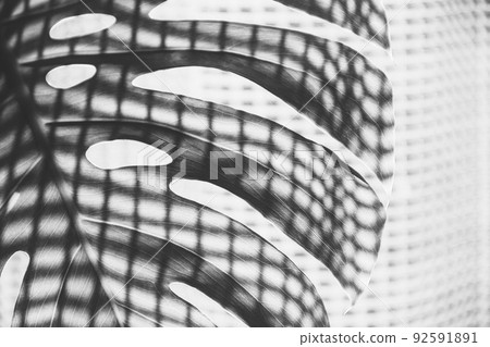 leaf of a tropical monstera plant with curtain shadow black and white photo 92591891