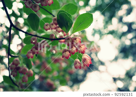 Pretty redvein enkianthus I met in the mountains Pretty redvein enkianthus I met in the mountains 92592131