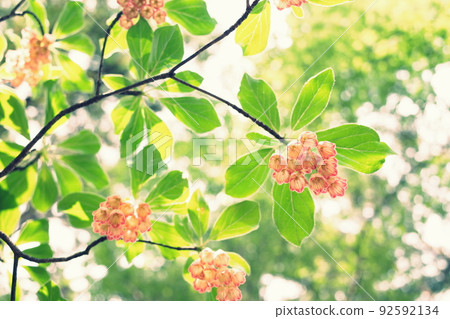 Pretty redvein enkianthus I met in the mountains 92592134