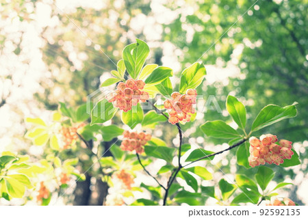 Pretty redvein enkianthus I met in the mountains Pretty redvein enkianthus I met in the mountains 92592135