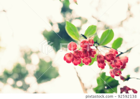 Pretty redvein enkianthus I met in the mountains 92592138