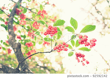 Pretty redvein enkianthus I met in the mountains Pretty redvein enkianthus I met in the mountains 92592142