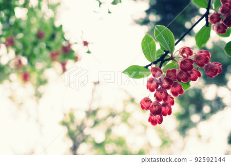 Pretty redvein enkianthus I met in the mountains 92592144