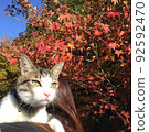 Autumn leaves and cats 92592470