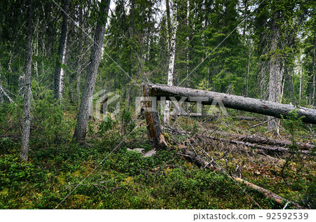 Upprooted spruce tree in the forest. Upprooted spruce tree in the forest. 92592539
