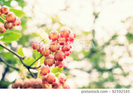 Redvein enkianthus that shines in the summer mountains 92592585