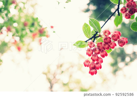Redvein enkianthus that shines in the summer mountains 92592586