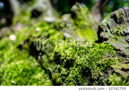 patch of moss showing both gametophytes and sporophytes with a blurred forest backdrop patch of moss showing both gametophytes and sporophytes with a blurred forest backdrop 92592709